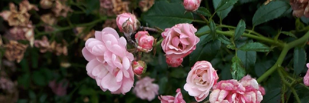 Sylvie Deplace banner