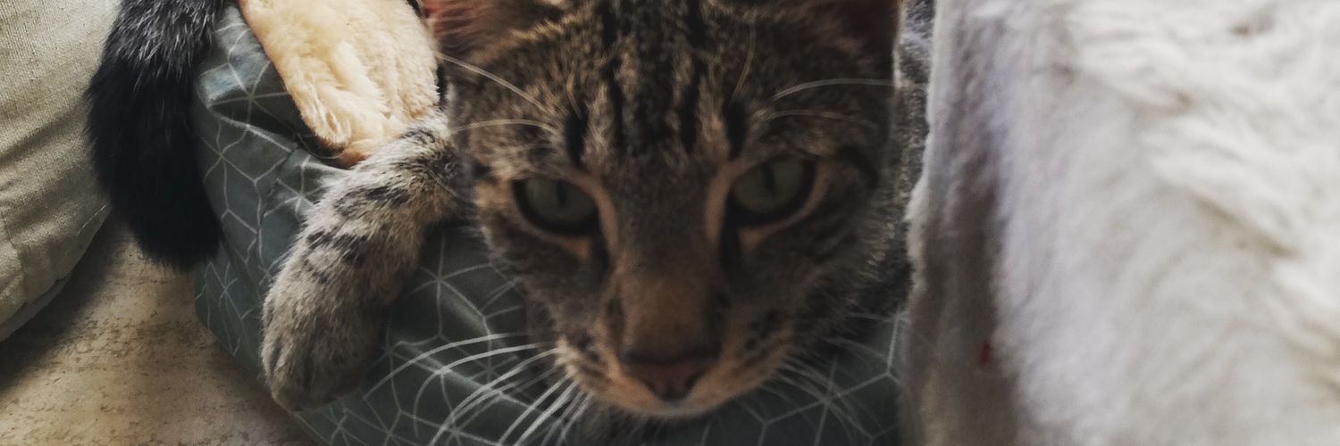 DarlinBr's profile banner image