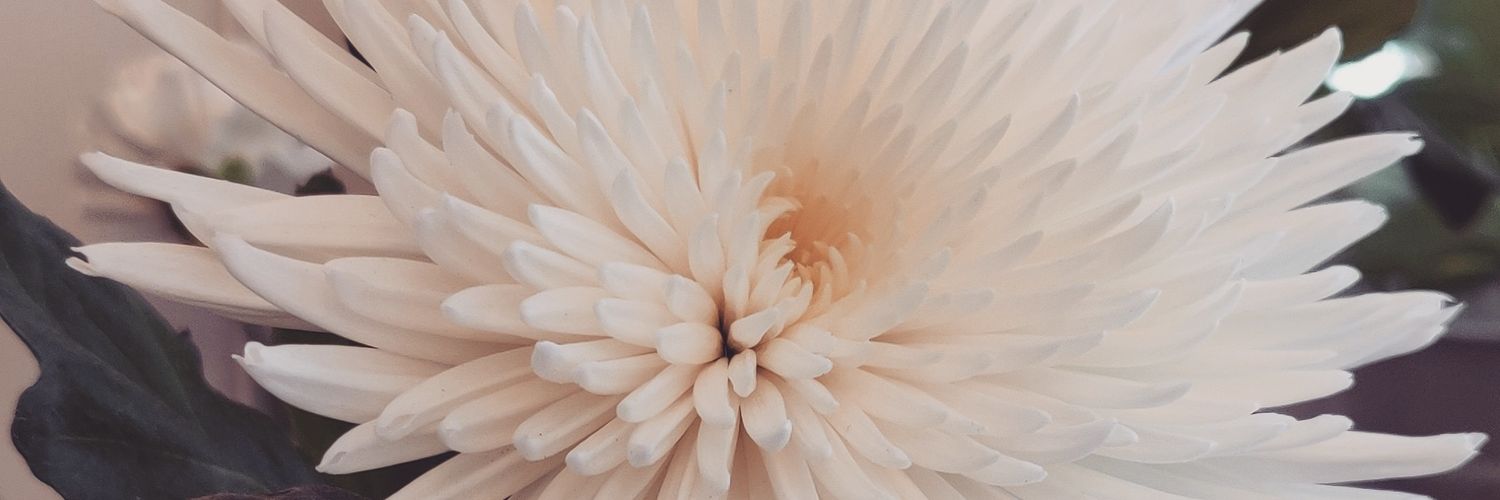 Laura Stel-D 🌺🌿⛩️ banner