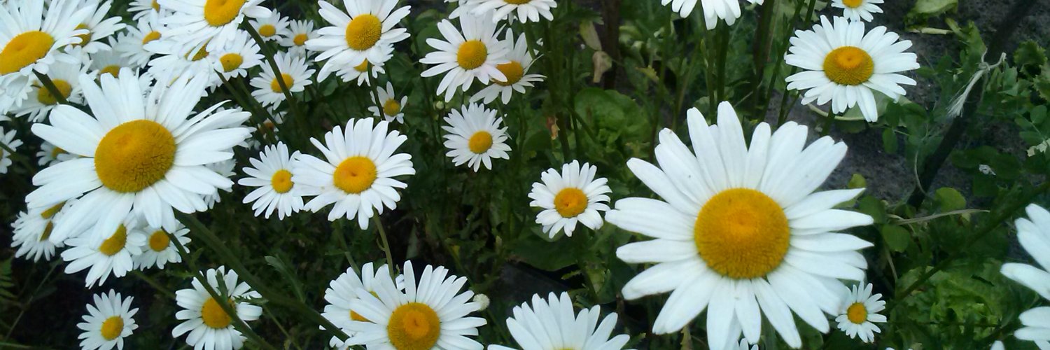 BMorawska's profile banner image