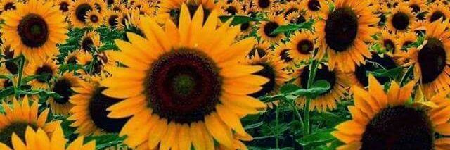 NatyCardona97's profile banner image