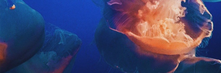 rafaclins's profile banner image