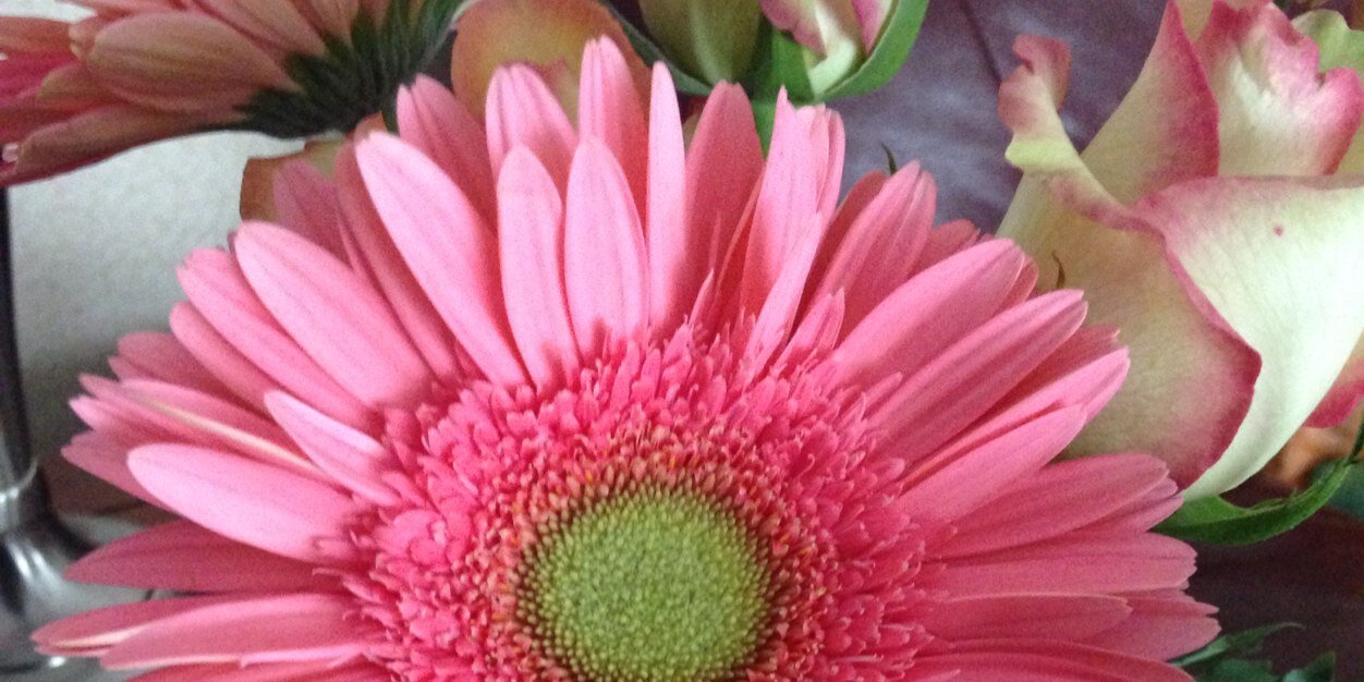 Meghann Marnecheck banner