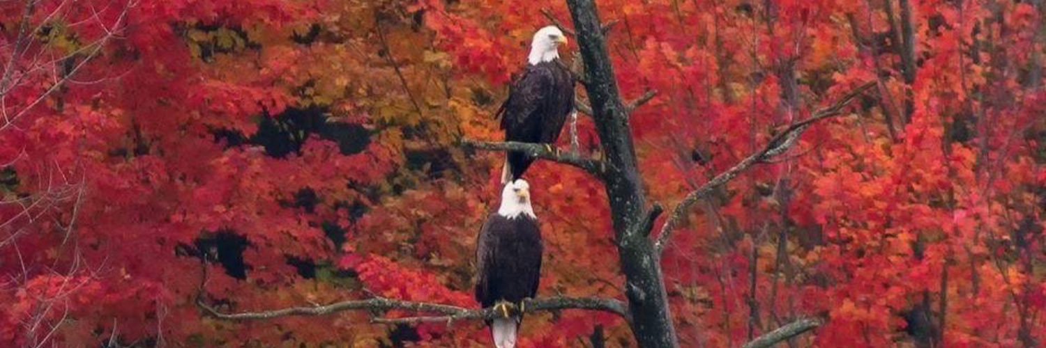 farley_eddie's profile banner image