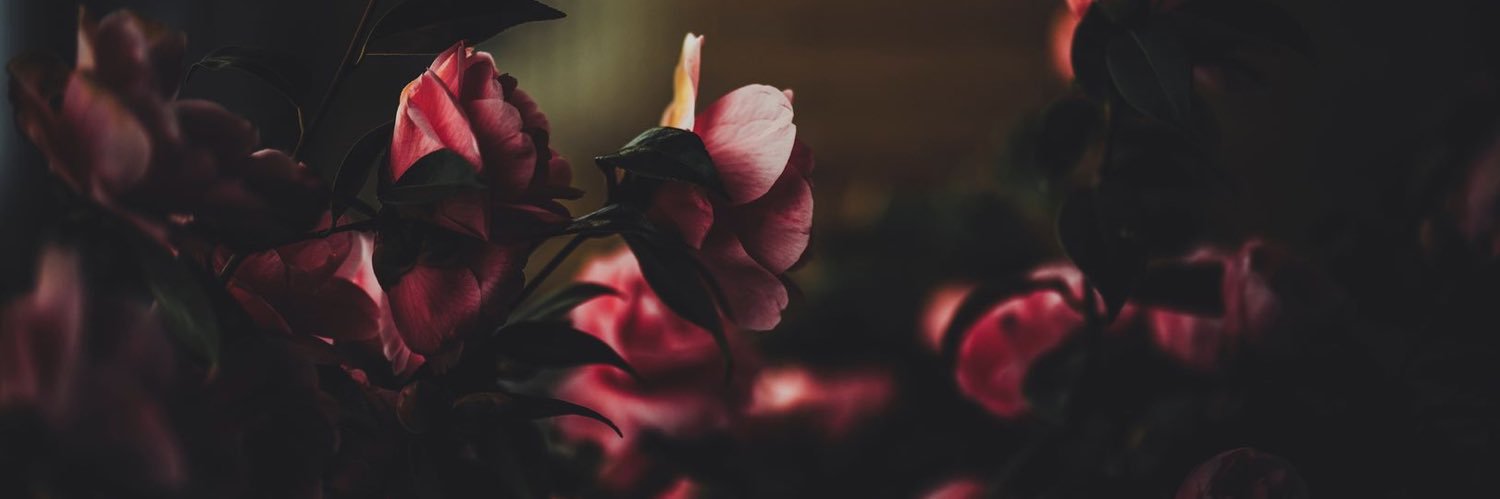 averycook__'s profile banner image