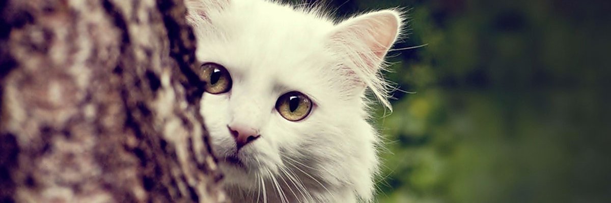 Canvassing Cats banner