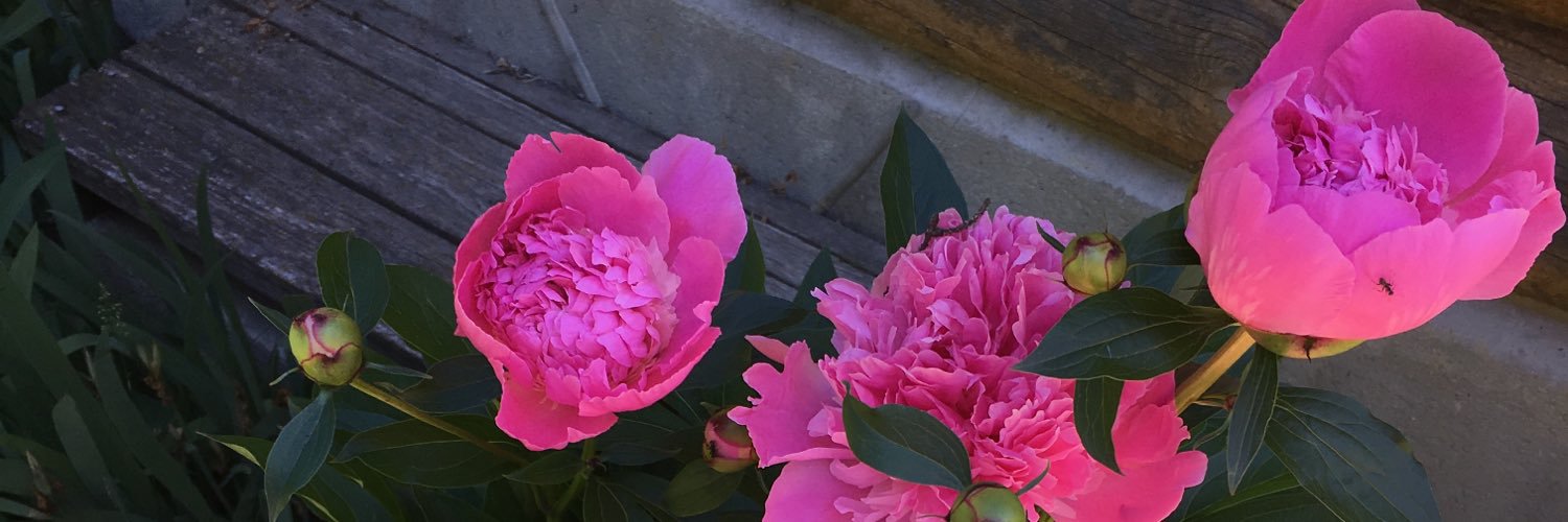 PritchTiff's profile banner image