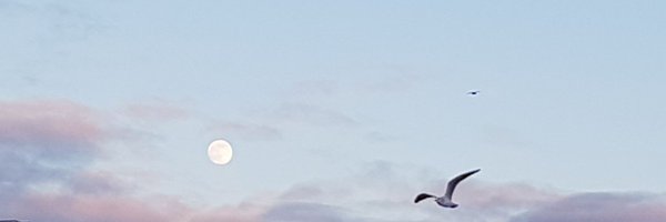 PhoenixAutumn Profile Banner