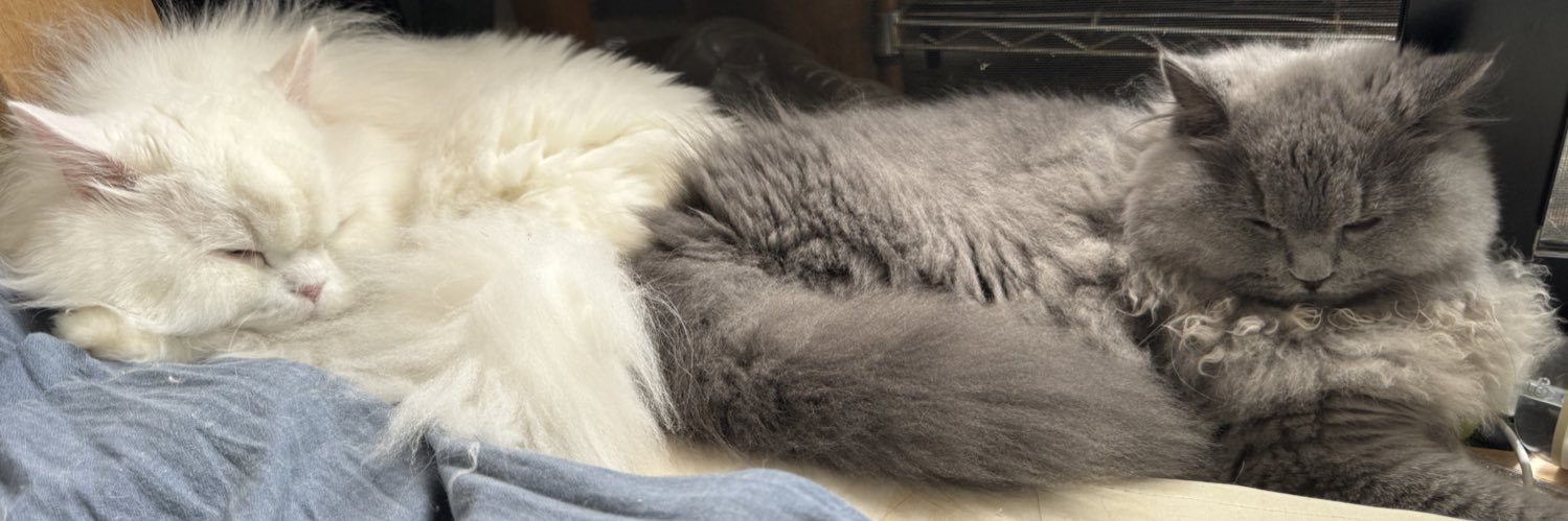 𓏲𓎨お散歩猫パシュとクネハ banner