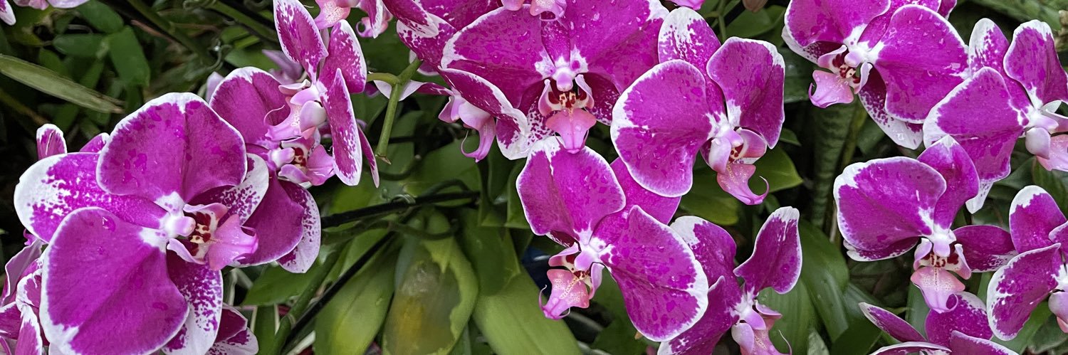 Becca banner