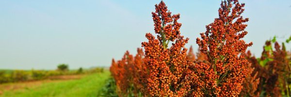 NESorghum Profile Banner