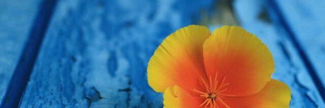 Diyan22D's profile banner image