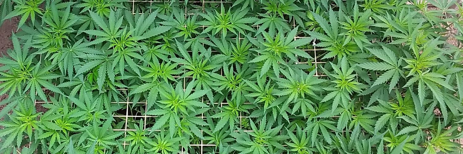 HFHempFarms's profile banner image