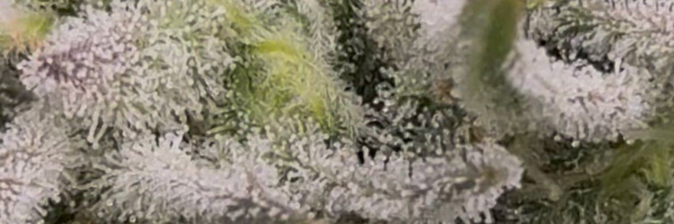 rowdysreefer's profile banner image