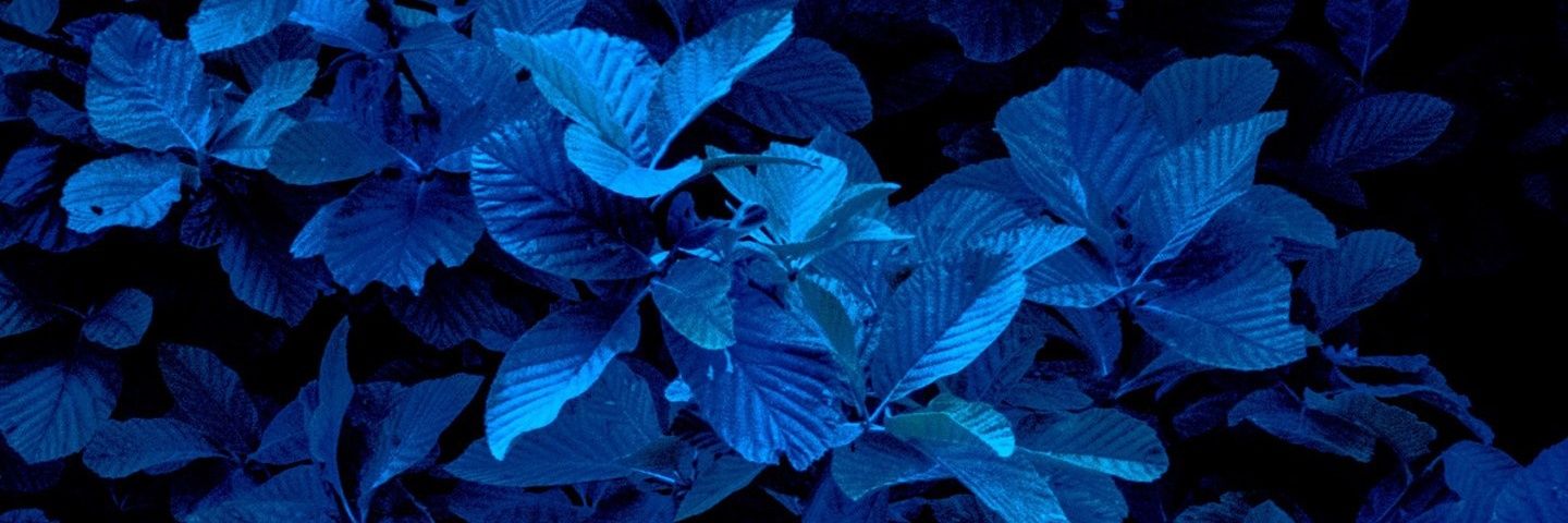 MaryK9's profile banner image