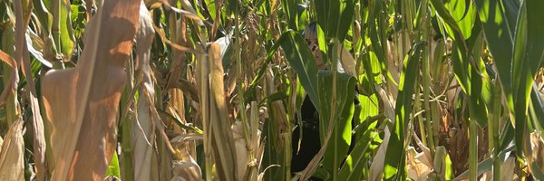 GwyndolinMoon Profile Banner