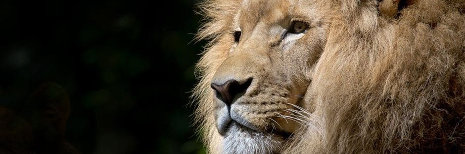 Dharmen76285174's profile banner image