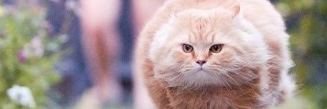 Fox_of_Phoenix's profile banner image