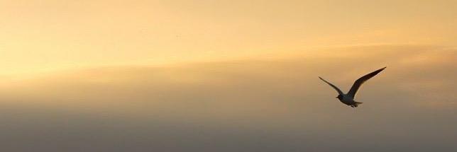 Nesbe9's profile banner image