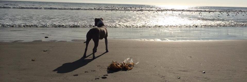 RemingtonDog's profile banner image