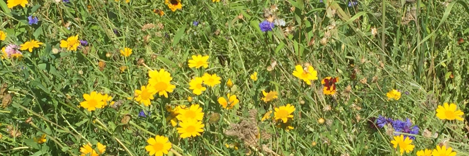 Denise O'Donnell banner