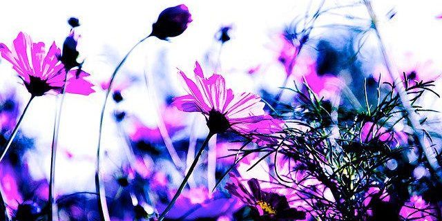 TheseDaisies's profile banner image