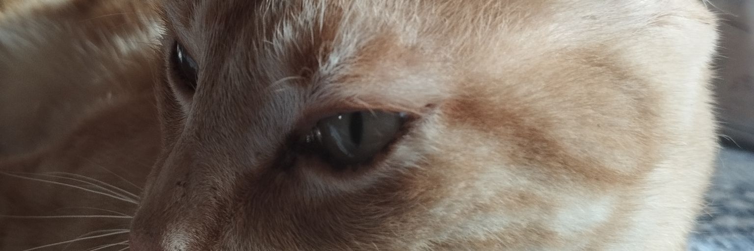 5ceci_'s profile banner image