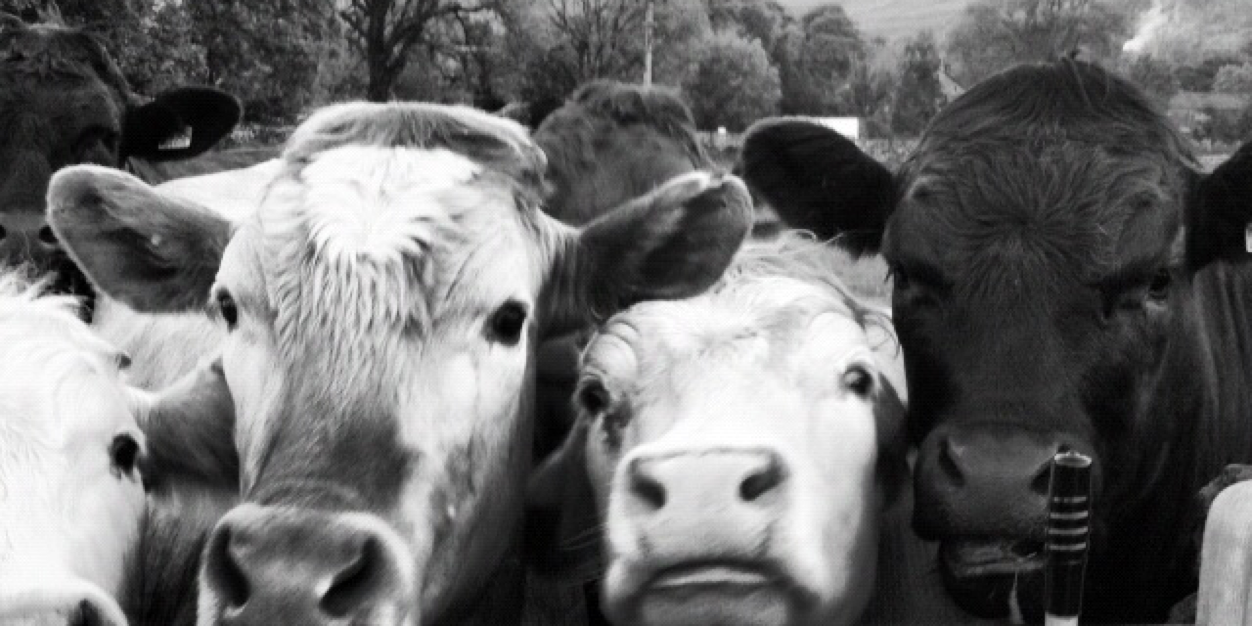 Quite Nice KEN banner