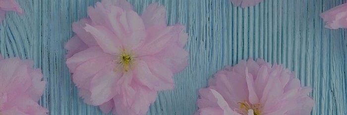 BozkurtSude's profile banner image