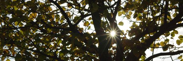 maytree_nursery Profile Banner