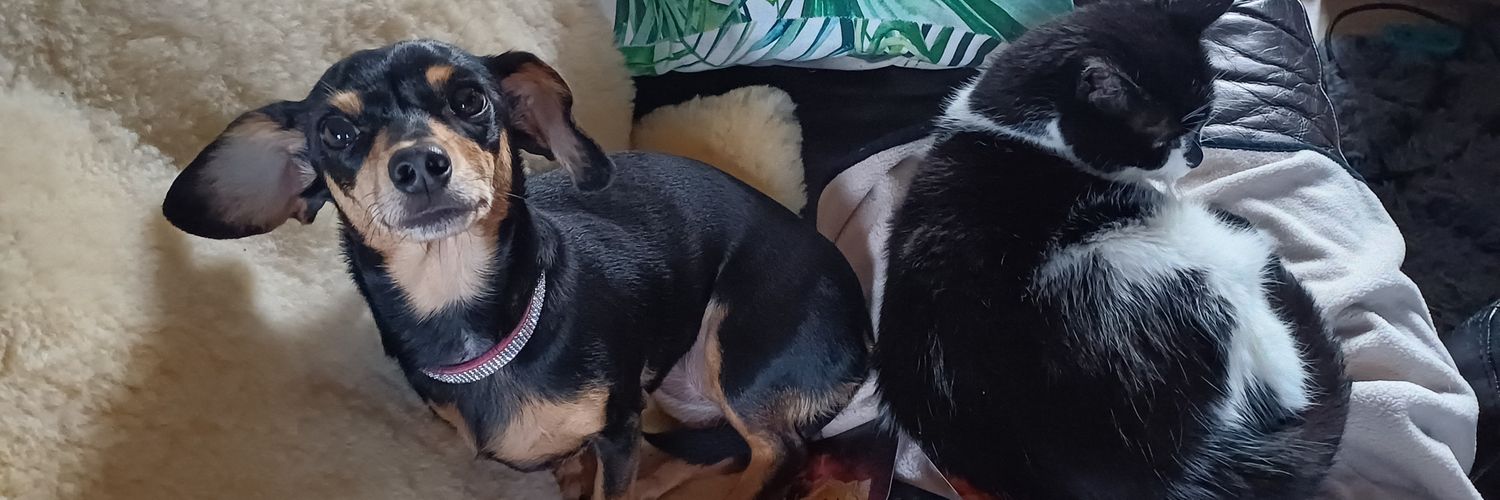 Ellie🕷🏴󠁧󠁢󠁷󠁬󠁳󠁿 banner