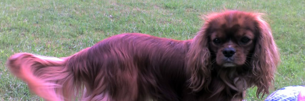 Mandy banner
