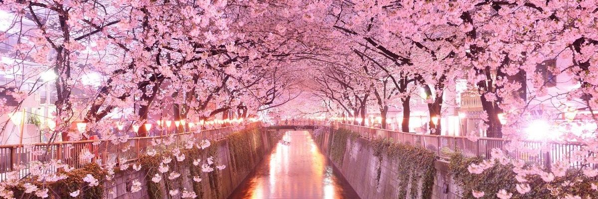_pawlexy_'s profile banner image