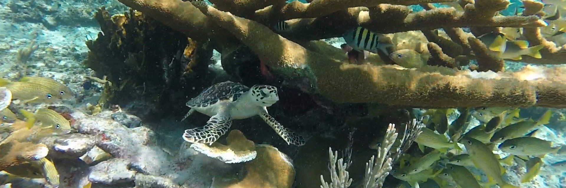 westendecology's profile banner image