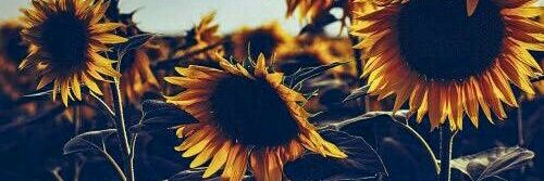 Lilly_zeeN's profile banner image