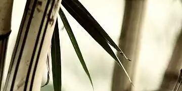 rikohn's profile banner image