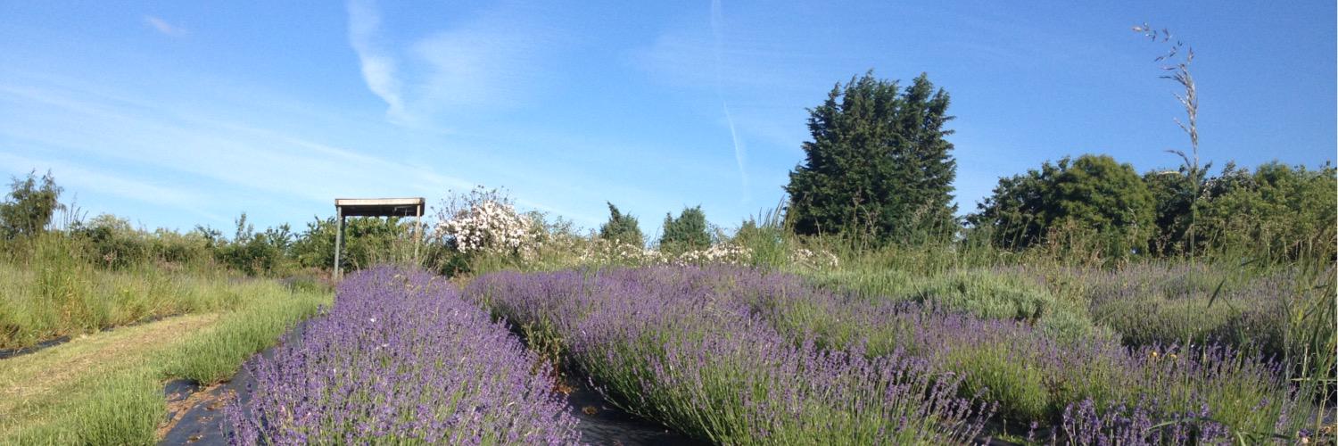 English Lavender banner