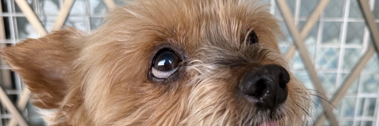 peanut0512's profile banner image