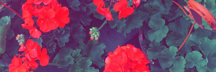 AddiBahnsen's profile banner image