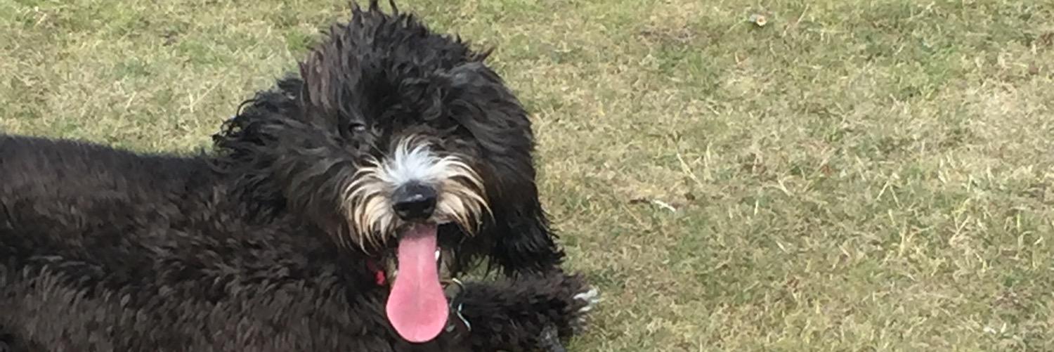 tillycockapoo's profile banner image