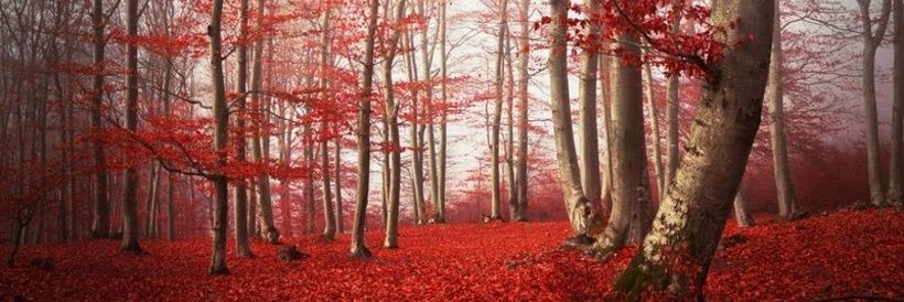 ilonacourtz's profile banner image