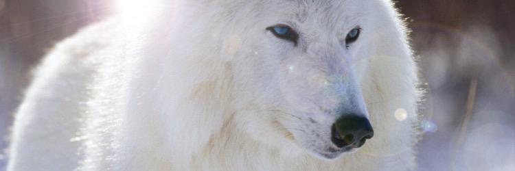 EmilyHaleWolf's profile banner image