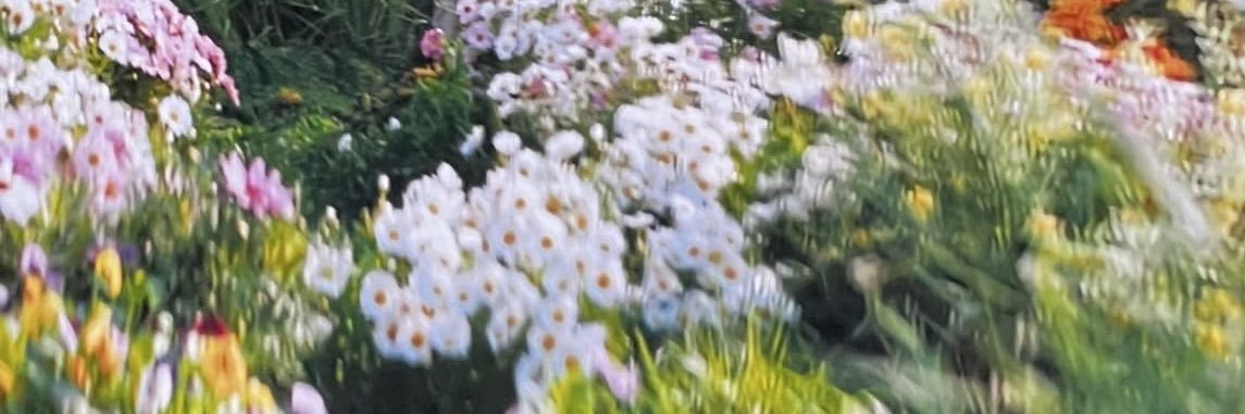 petalsave's profile banner image