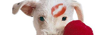 TheMopsAndBroom's profile banner image