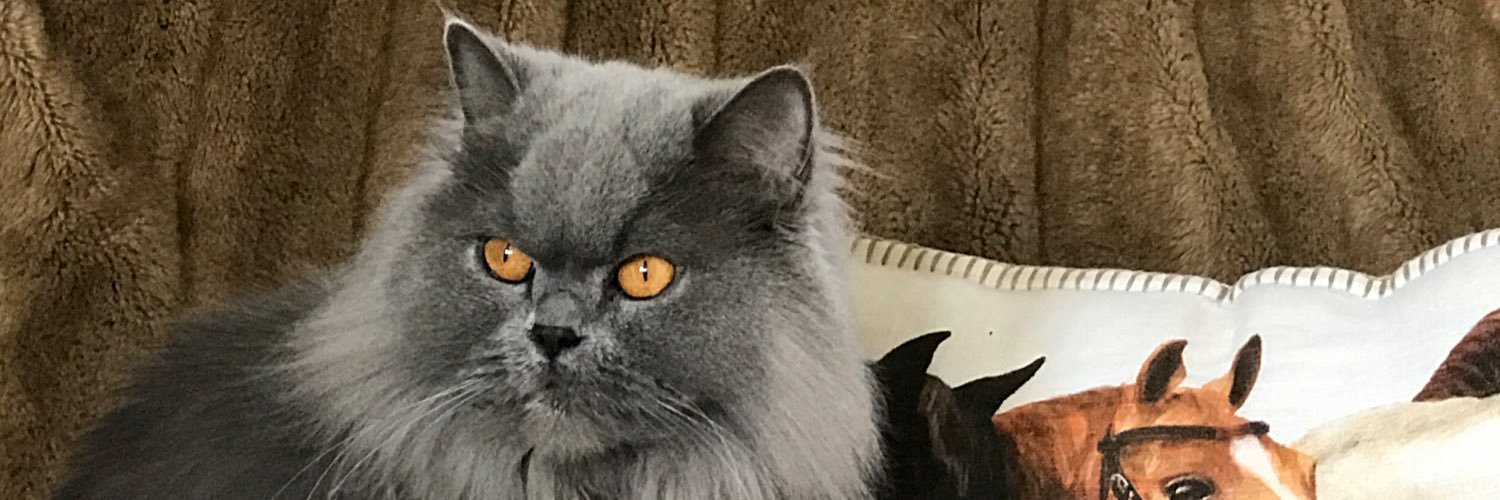 noraizko's profile banner image