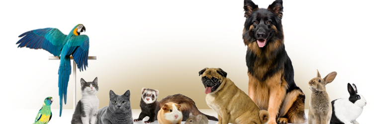 fantoni_info's profile banner image