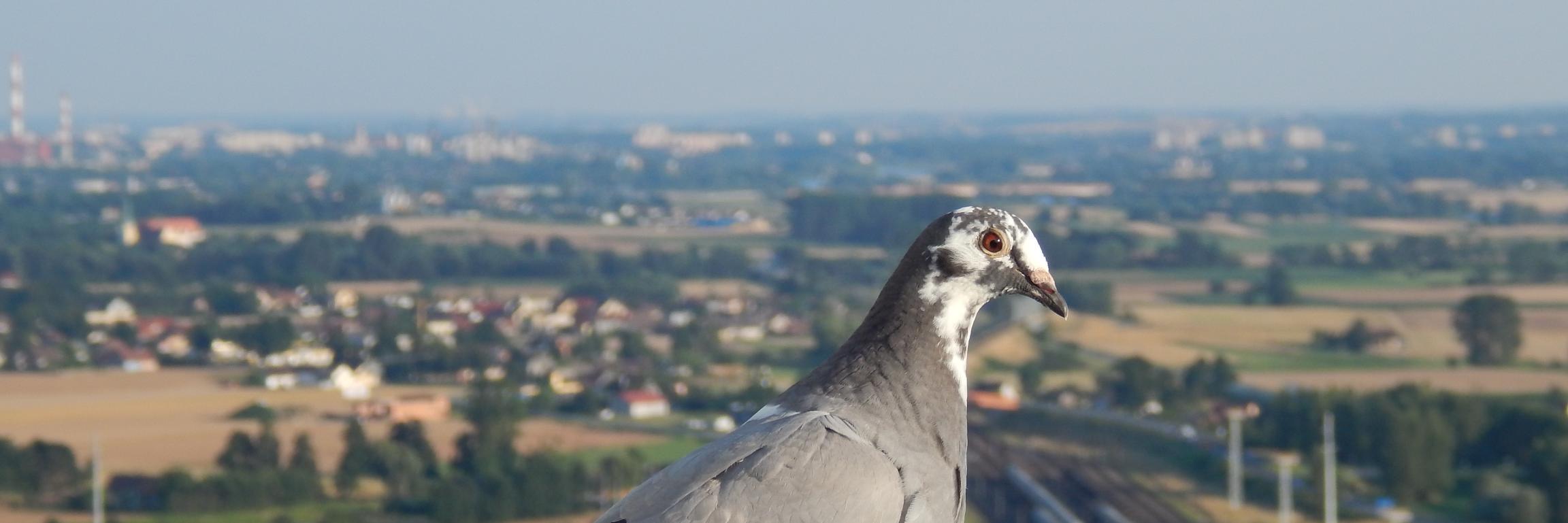 Roman Kołbuc banner