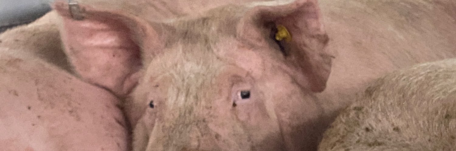 Pascale Plusquin banner