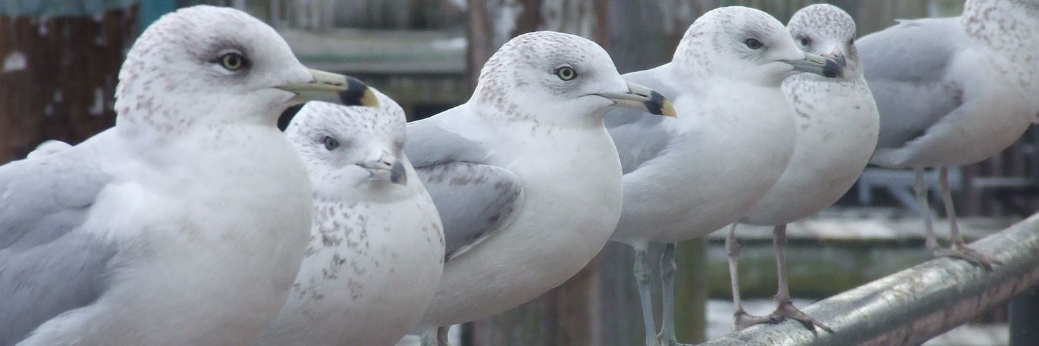 Hon Solo 💙💫 banner