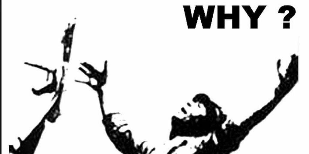 dolphinsever's profile banner image